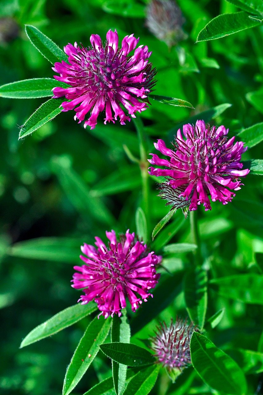 summer flowers plant red flower free photo