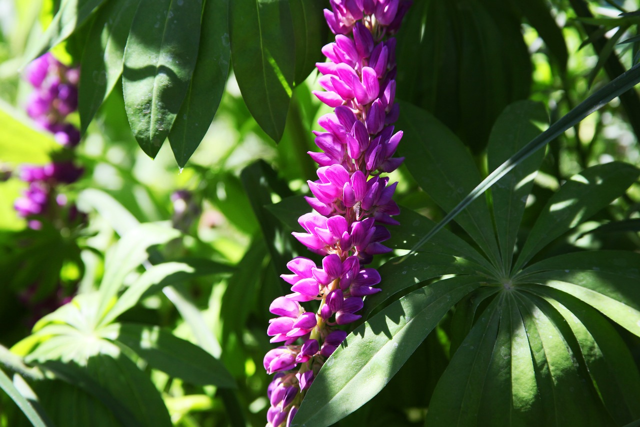 summer flowers purple flowers closeup free photo