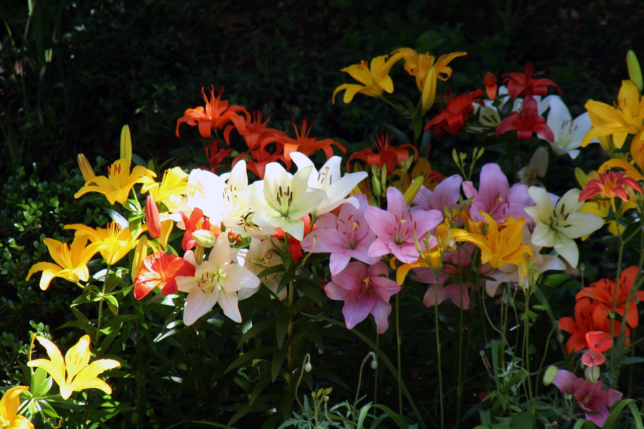 summer flowers  summer  nature free photo