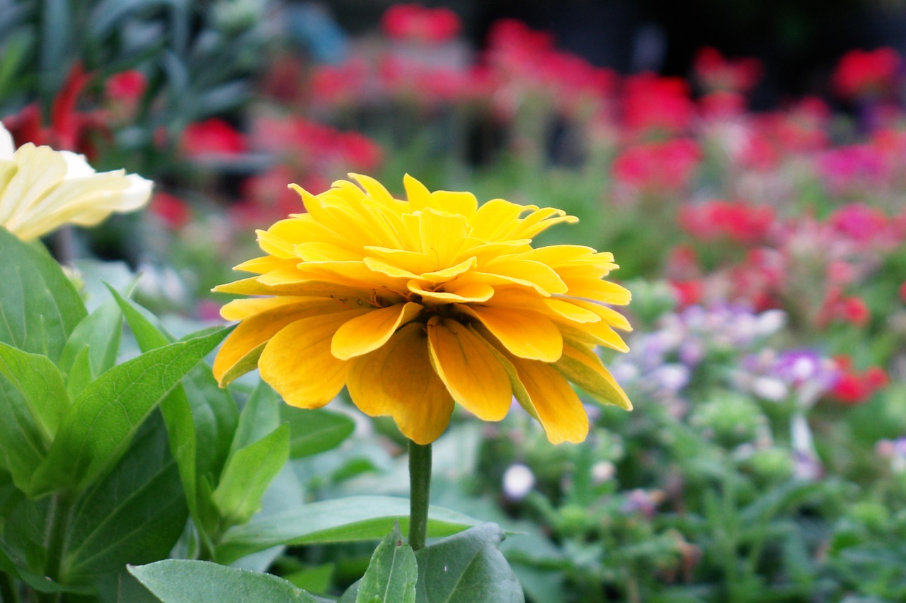 summer flowers  yellow  spring free photo