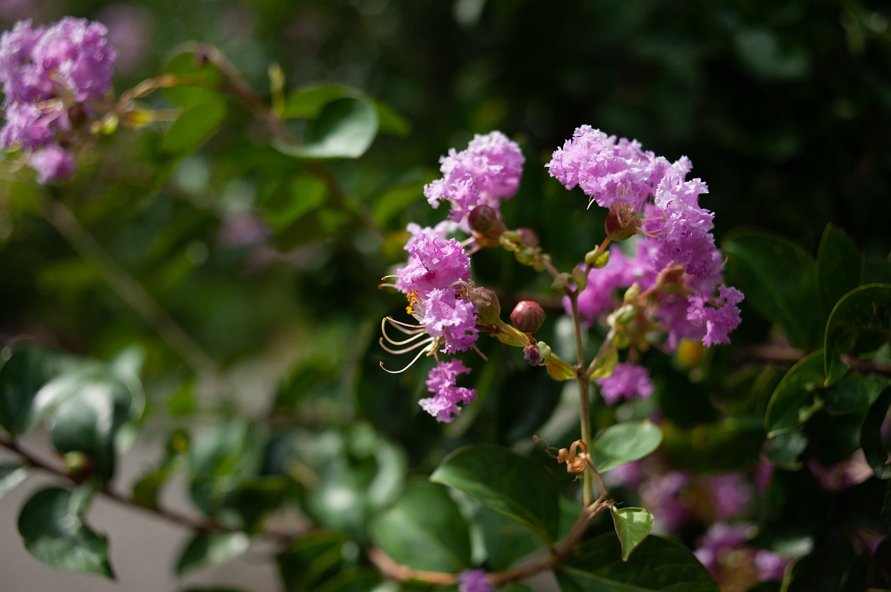 summer flowers  pink  flora free photo