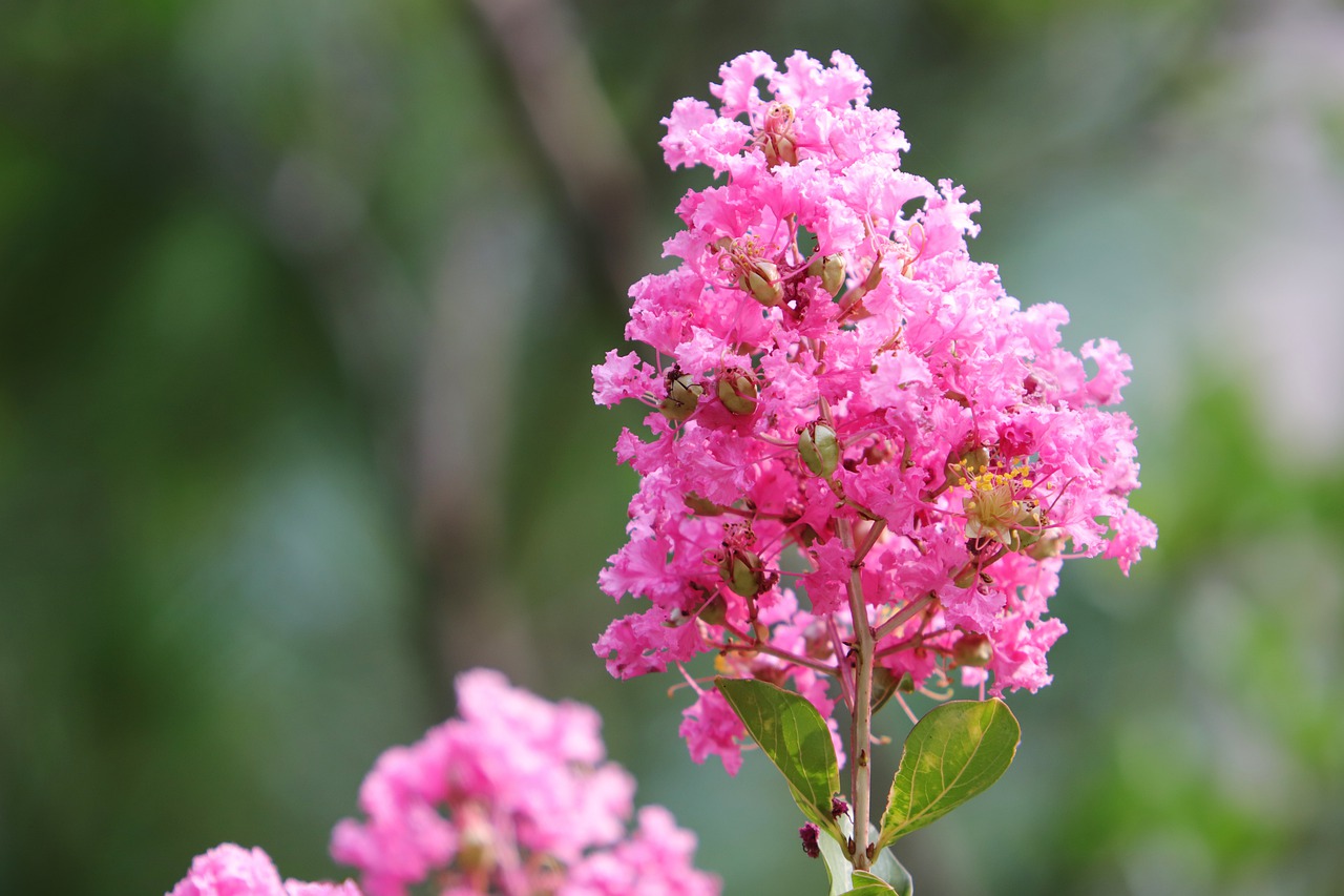 summer flowers  lagerstroemia indica  flowers free photo