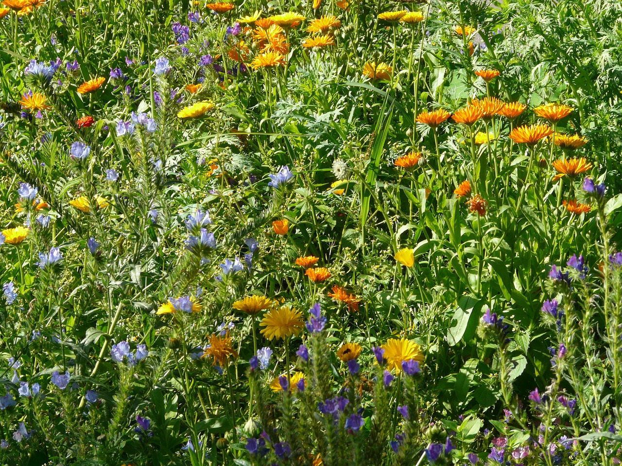 summer flowers meadow colorful free photo