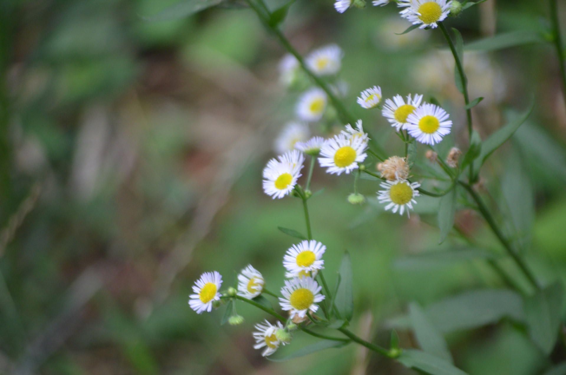 flowers daisies summer free photo