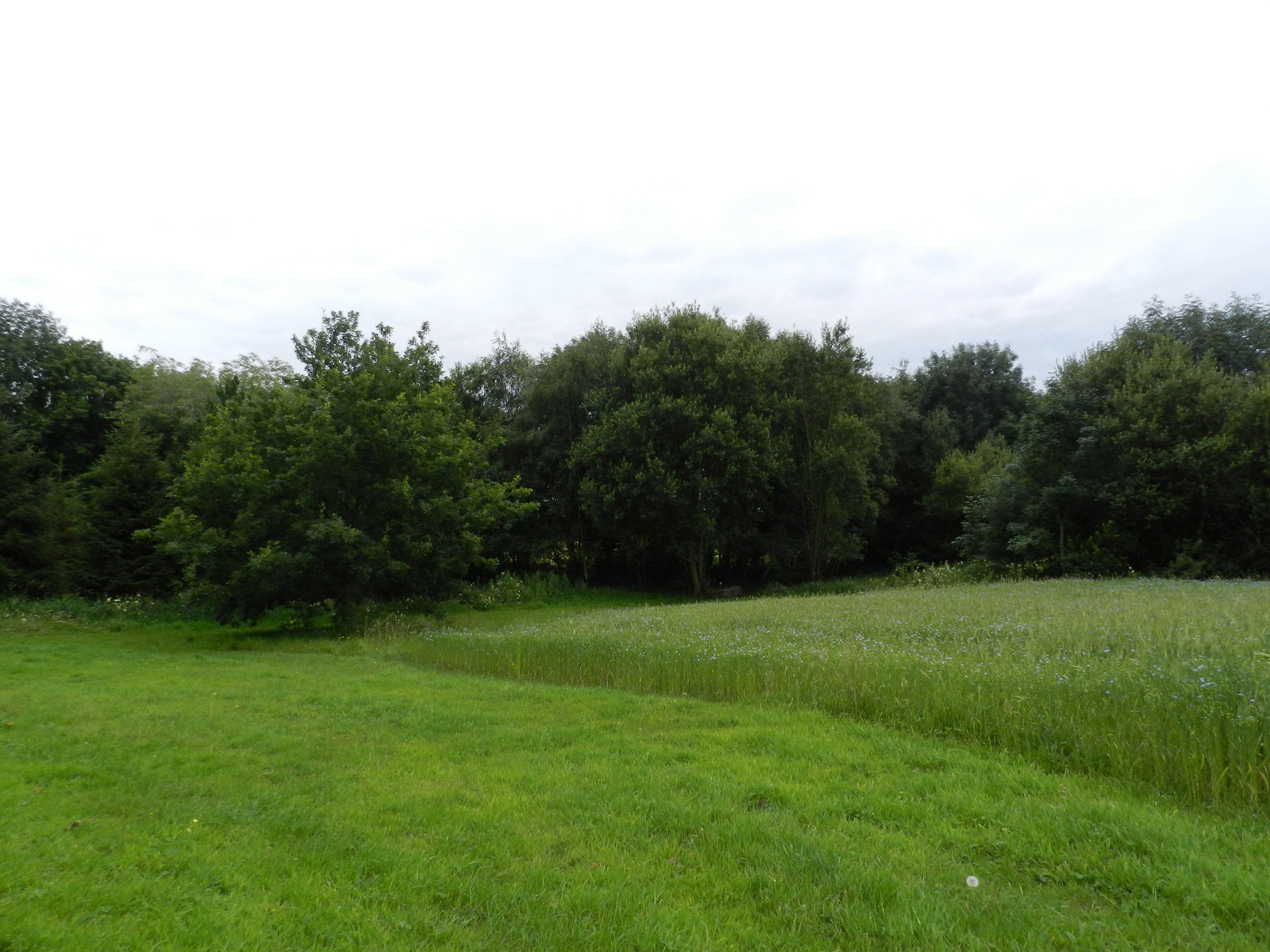 forest trees wildflowers free photo