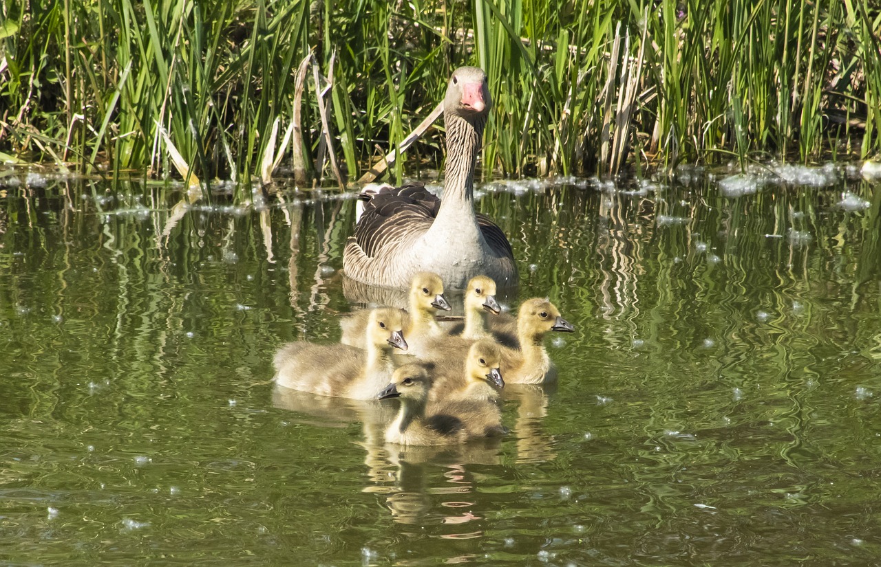 Summer goose, goose, geese, bird, wild goose - free image from needpix.com