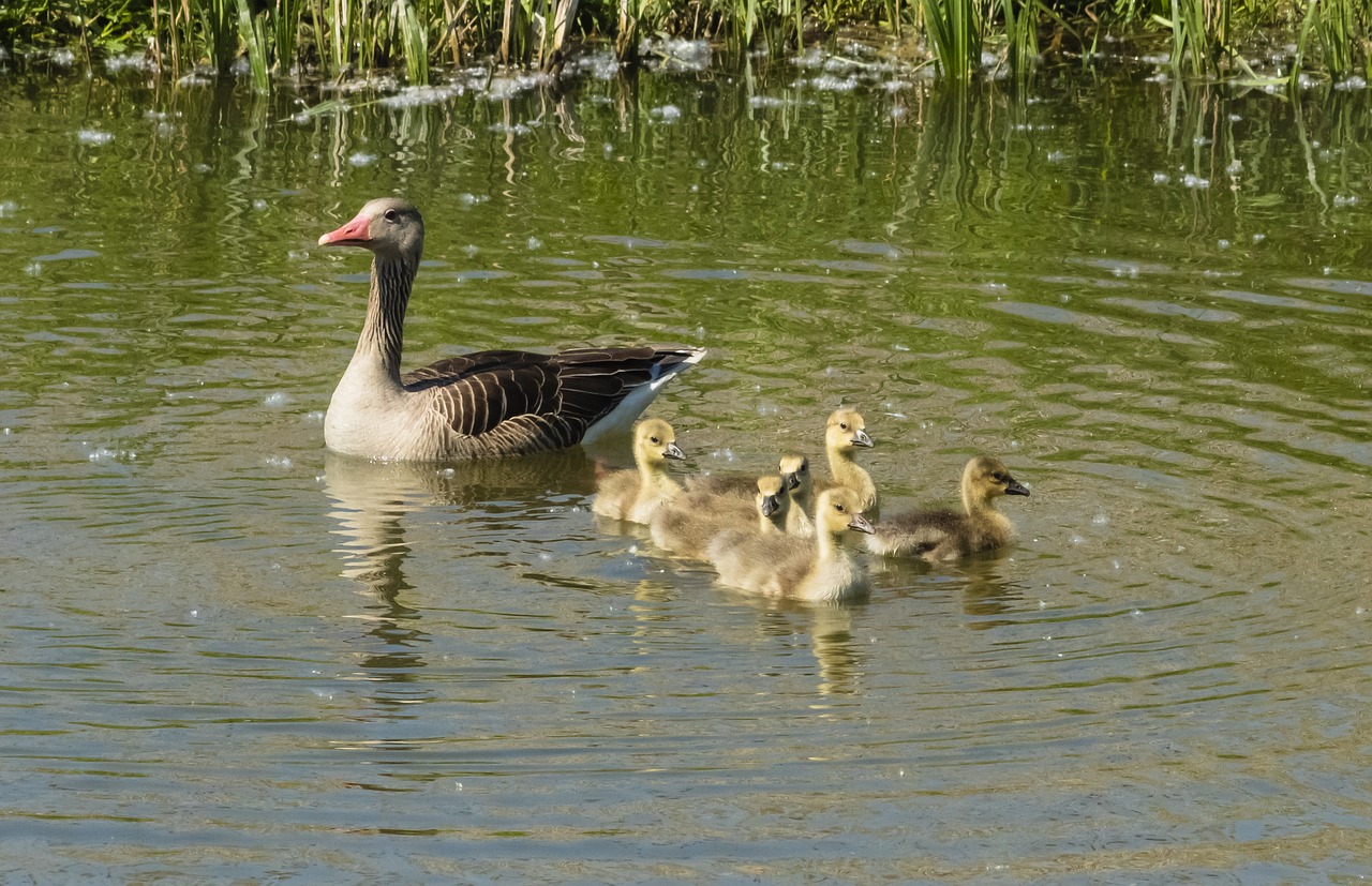 summer goose  goose  geese free photo