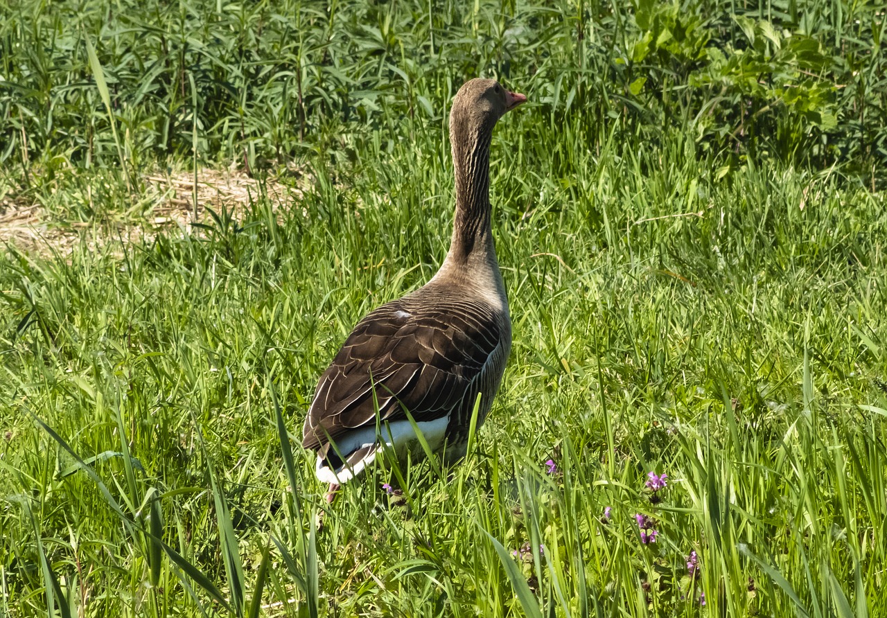 summer goose  goose  geese free photo