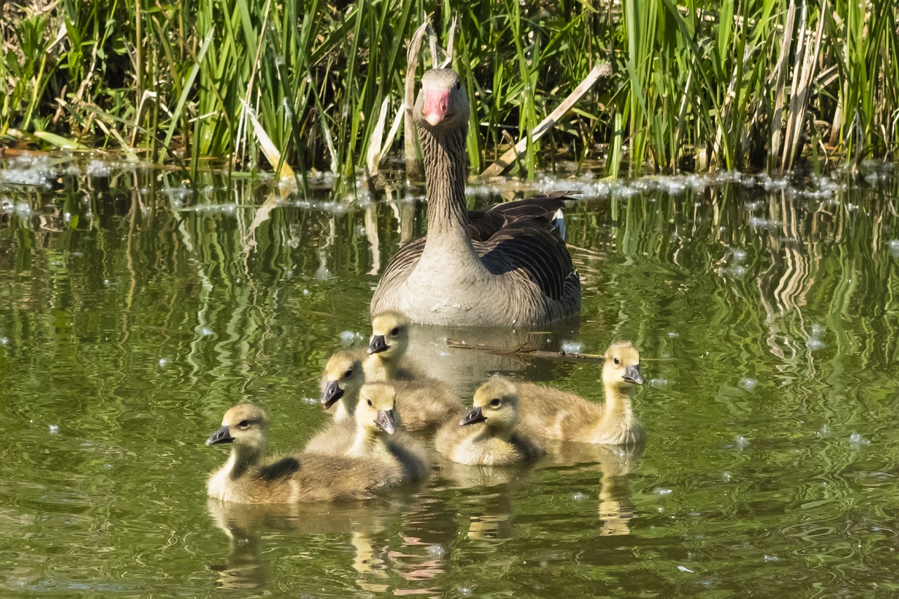 summer goose  goose  geese free photo