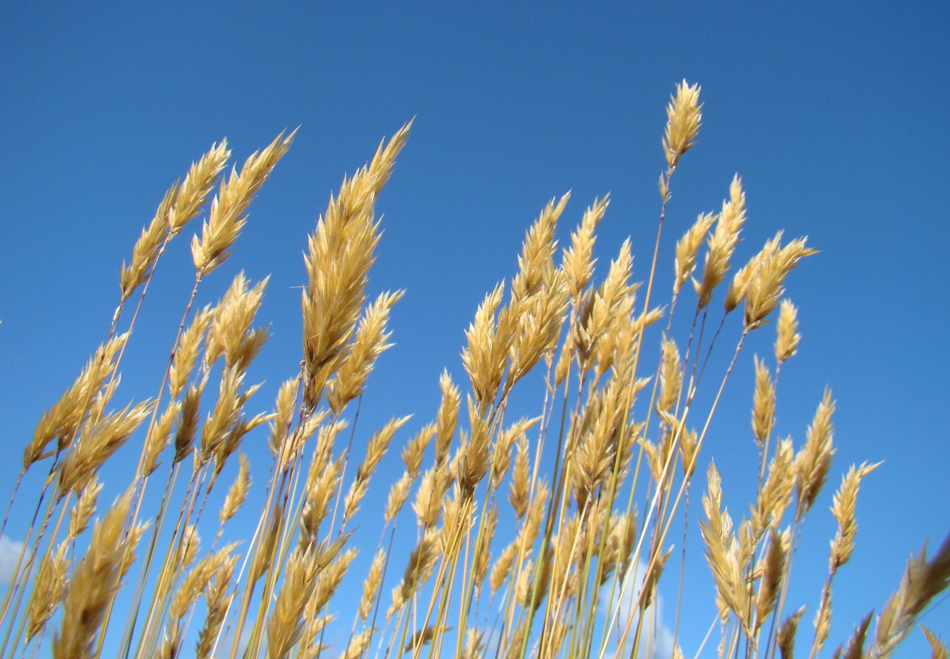 grass summer golden free photo