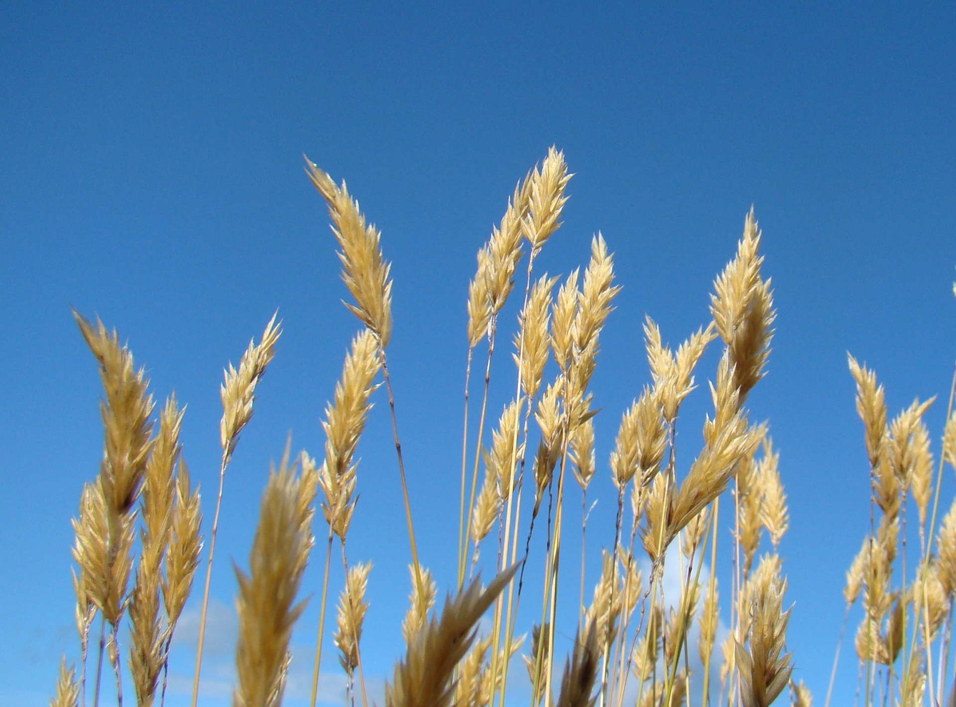 grass summer golden free photo