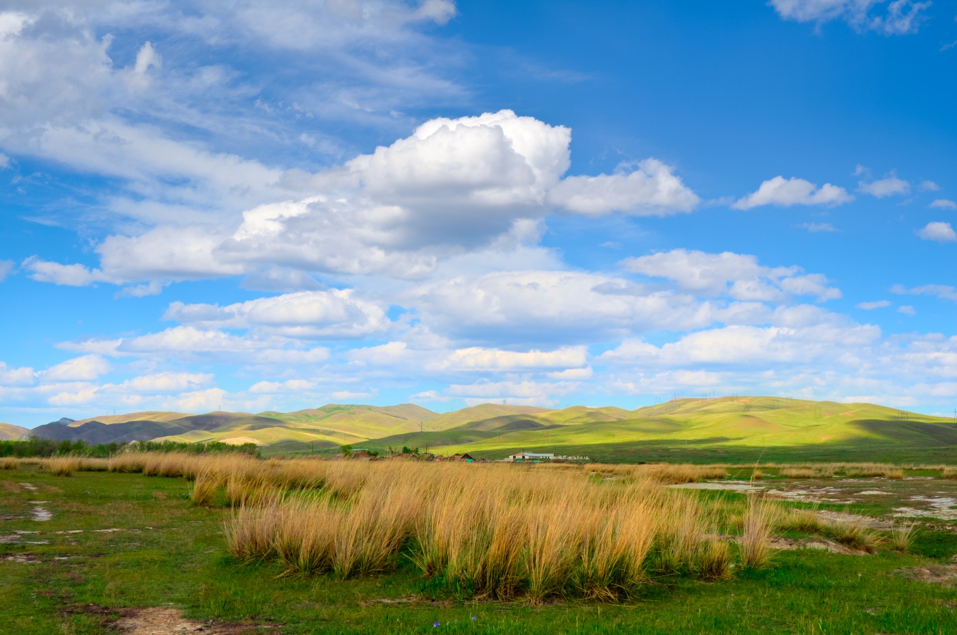 field reeds landscape free photo