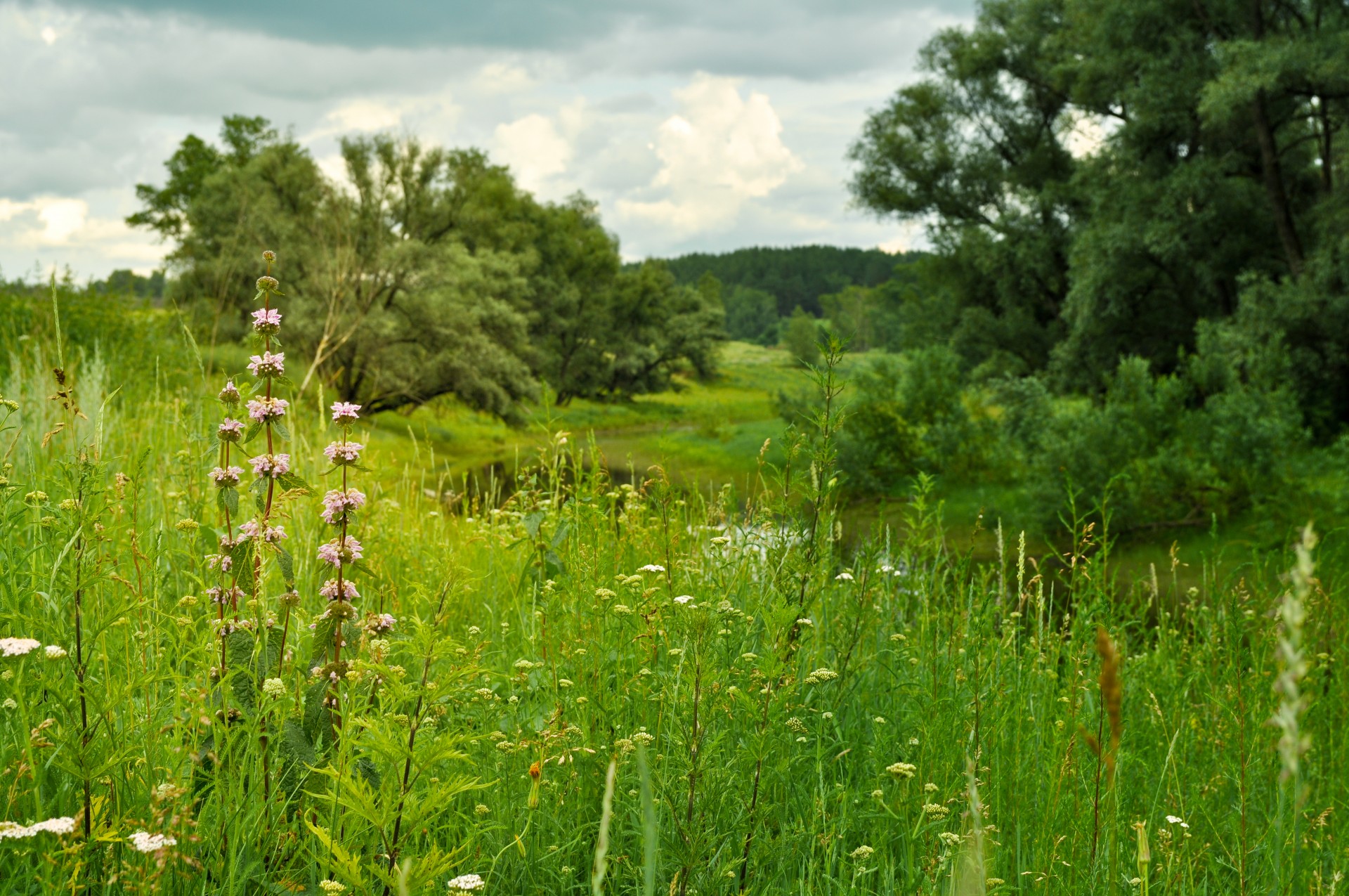 landscape nature grass free photo