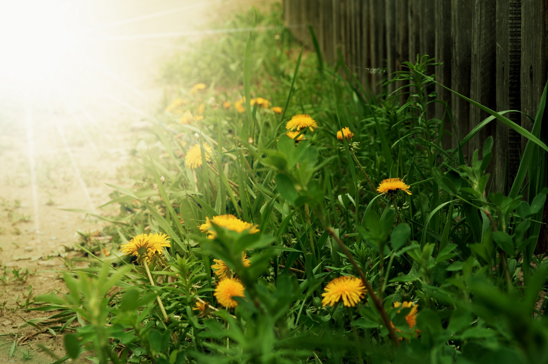 flowers dandelion grass free photo