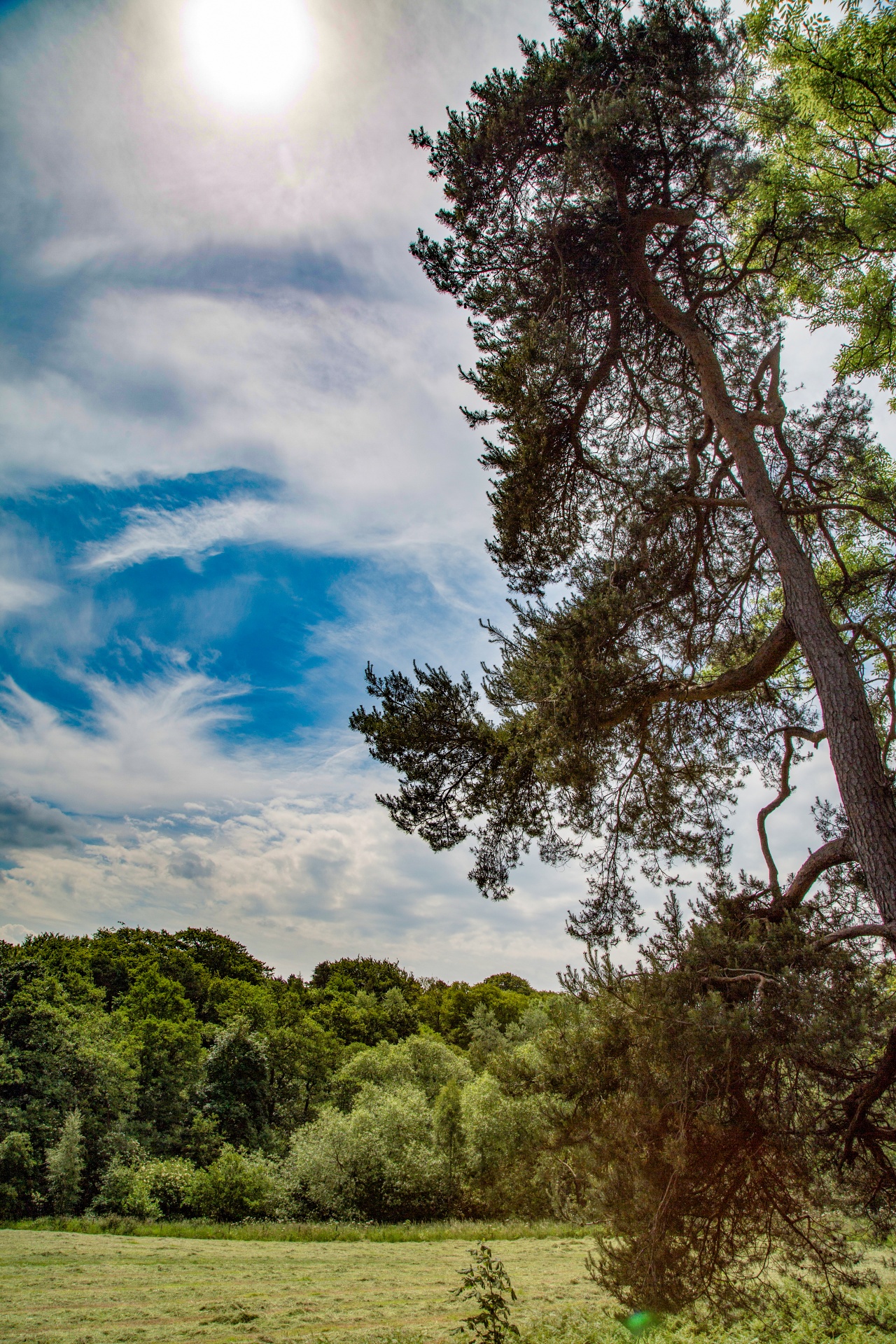 landscape nature tree free photo