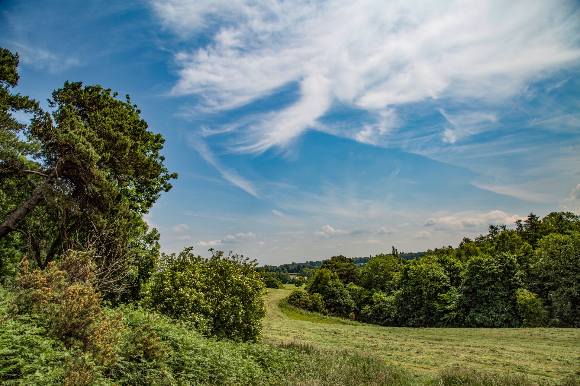 landscape nature tree free photo