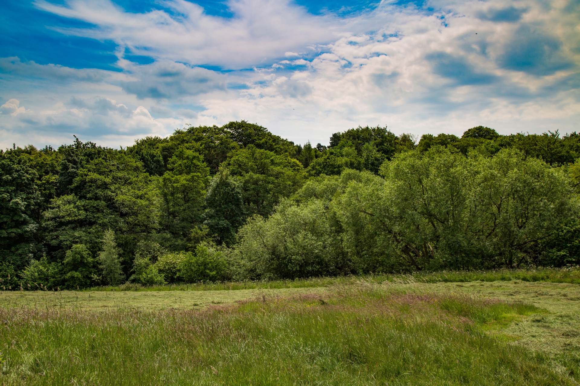 landscape nature tree free photo