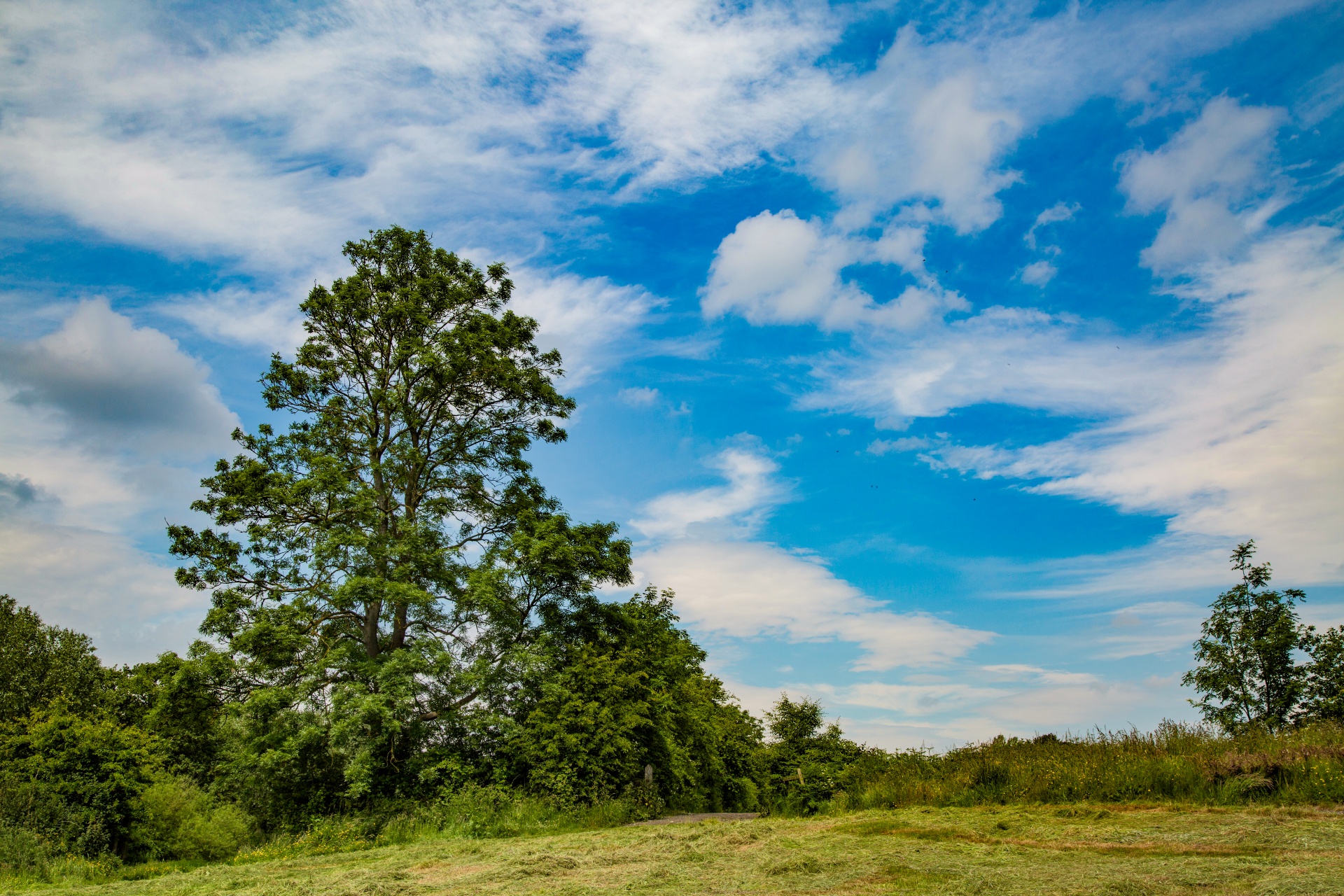 landscape nature tree free photo