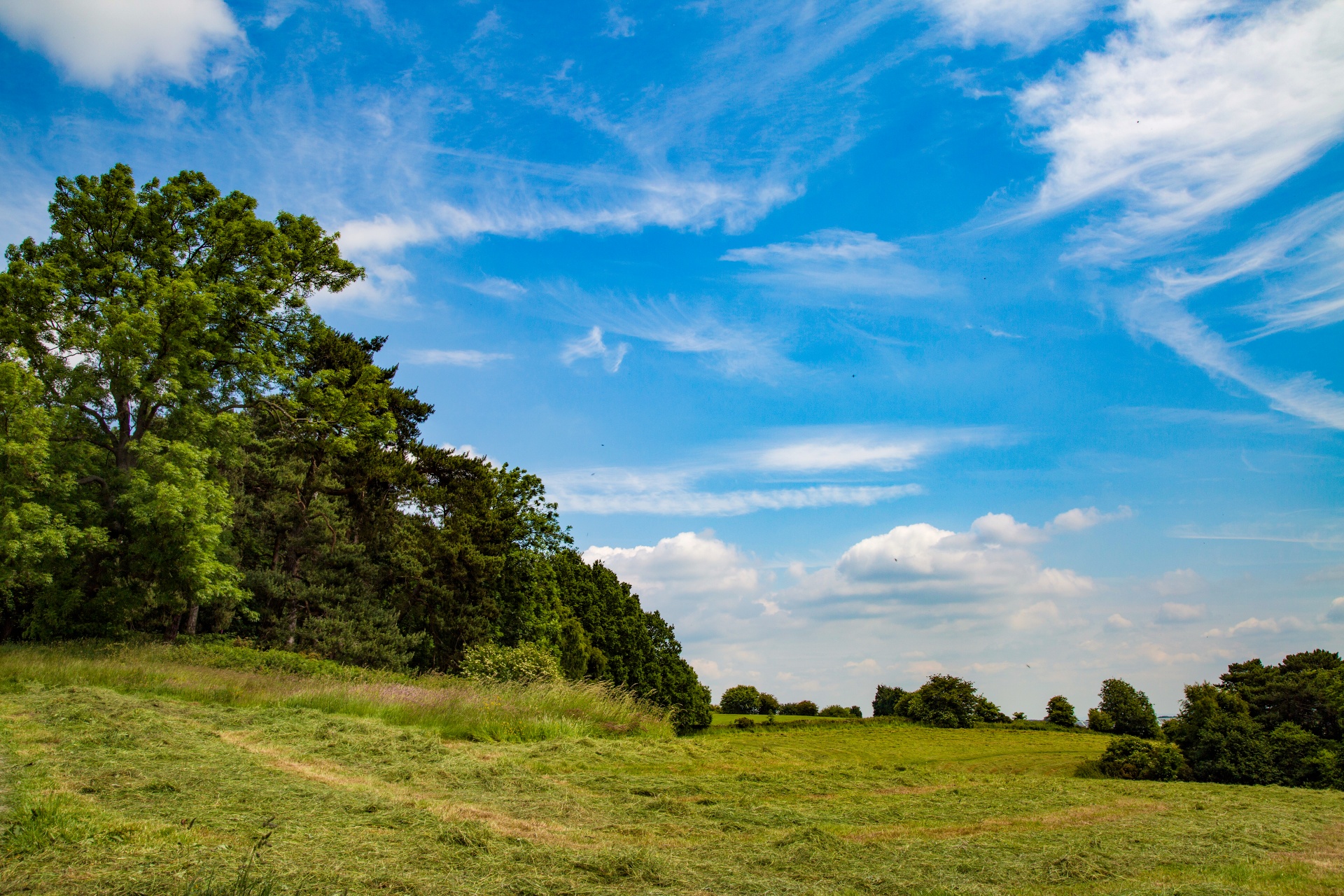 landscape nature tree free photo