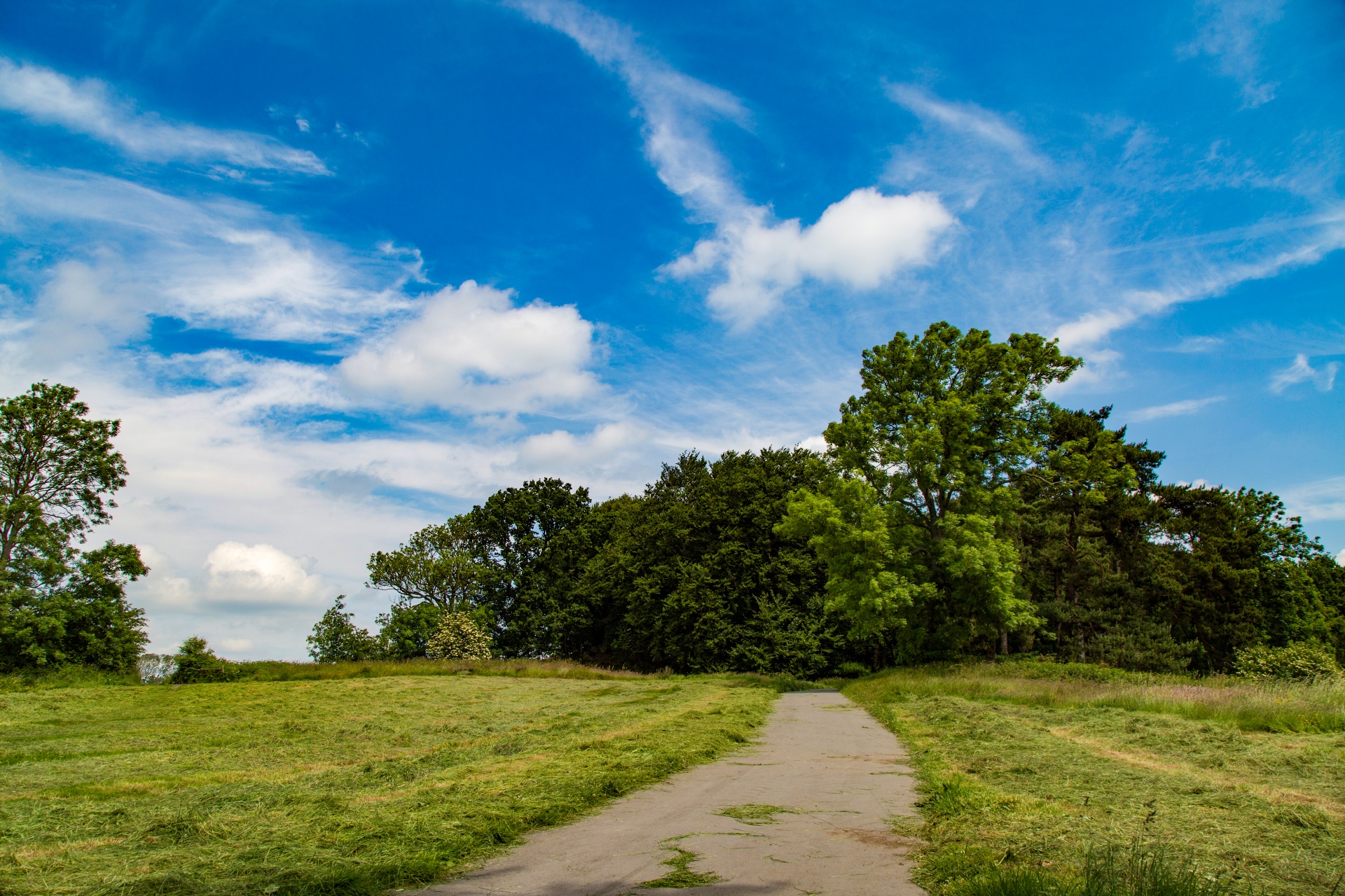 landscape nature tree free photo