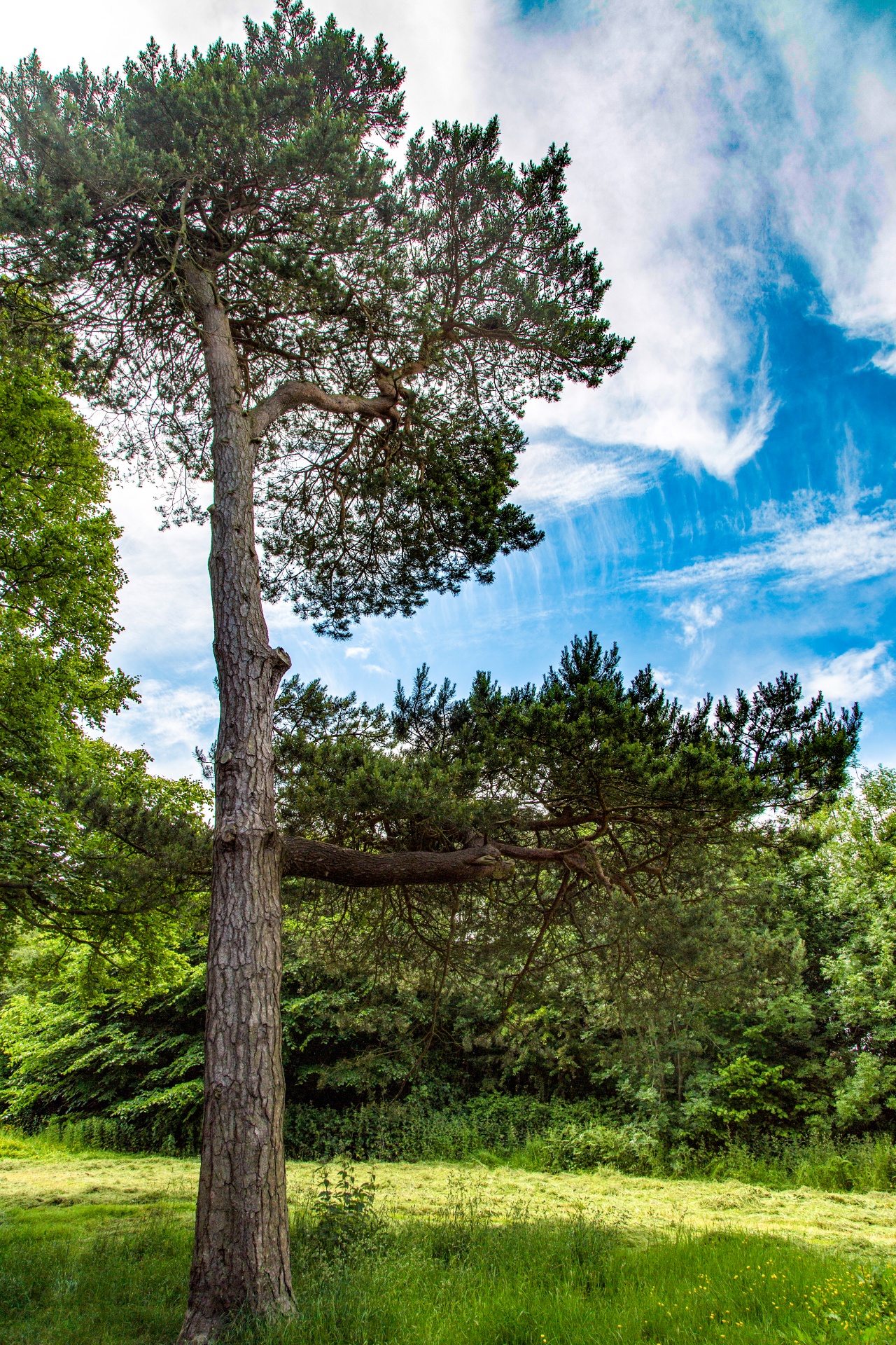 landscape nature tree free photo