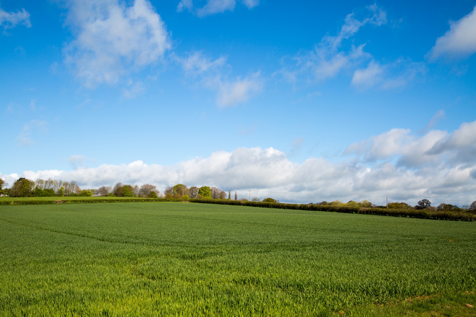 landscape nature tree free photo