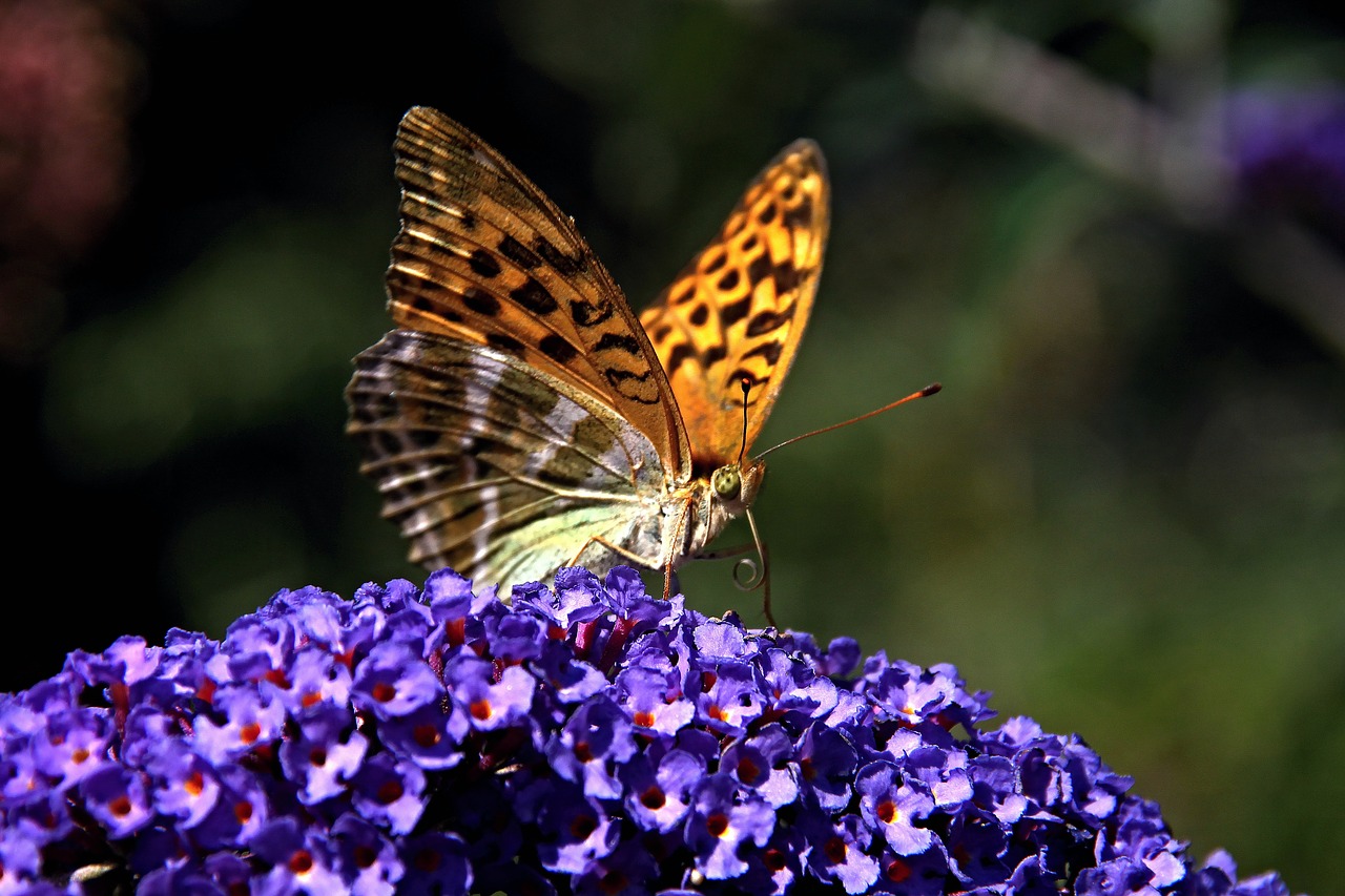 summer lilac butterfly public record free photo