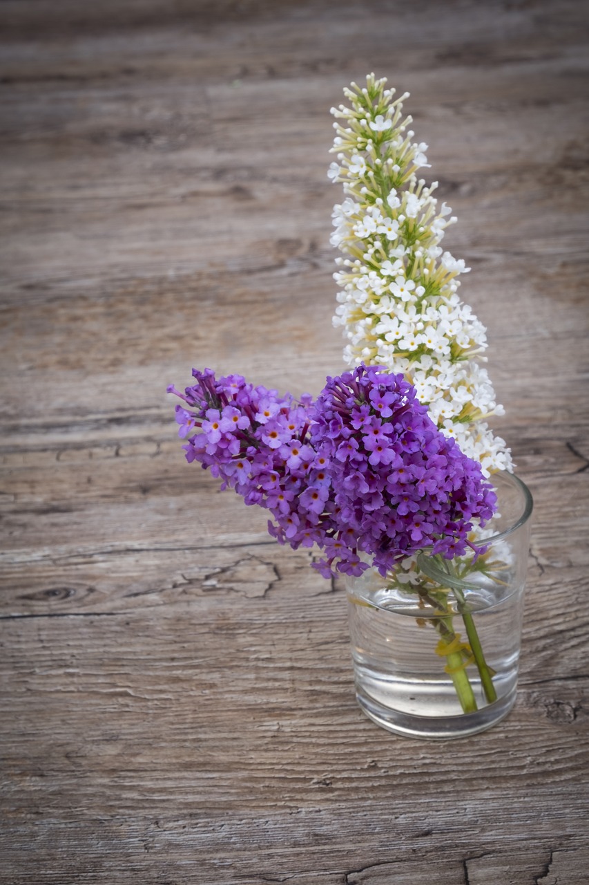 summer lilac butterfly bush lilac spear free photo