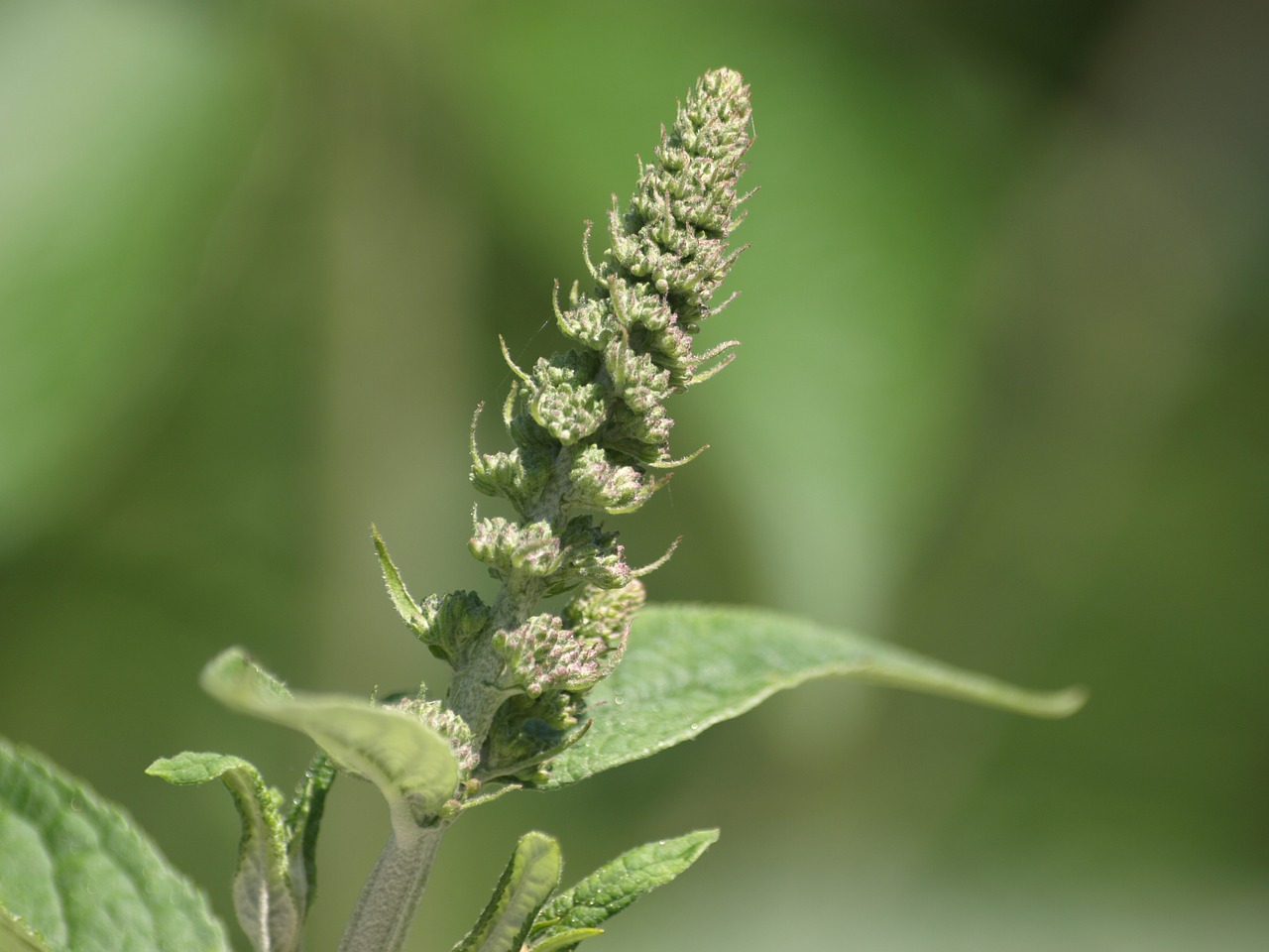 summer lilac  bud  green free photo