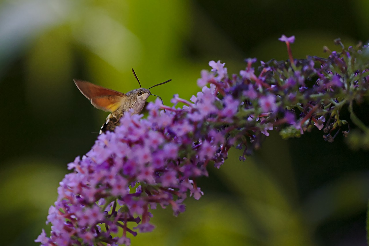 summer lilac  hummingbird moths  macro free photo