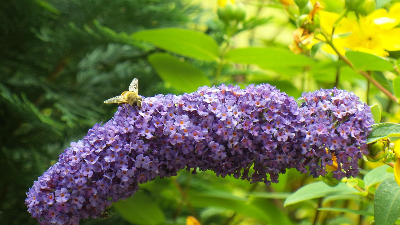 summer lilac bee insect free photo