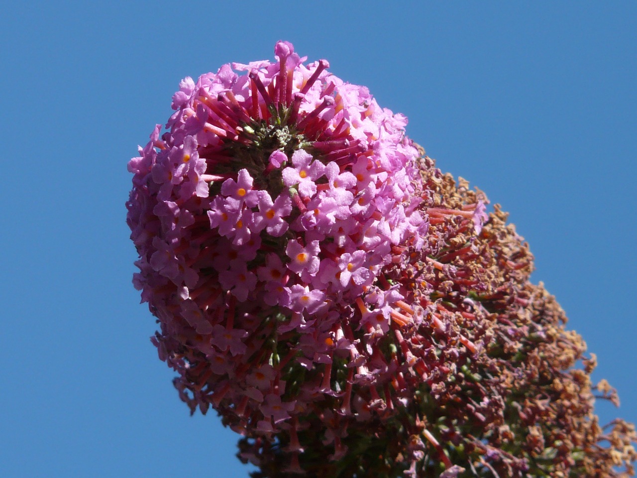 summer lilac buddleja davidii bush free photo