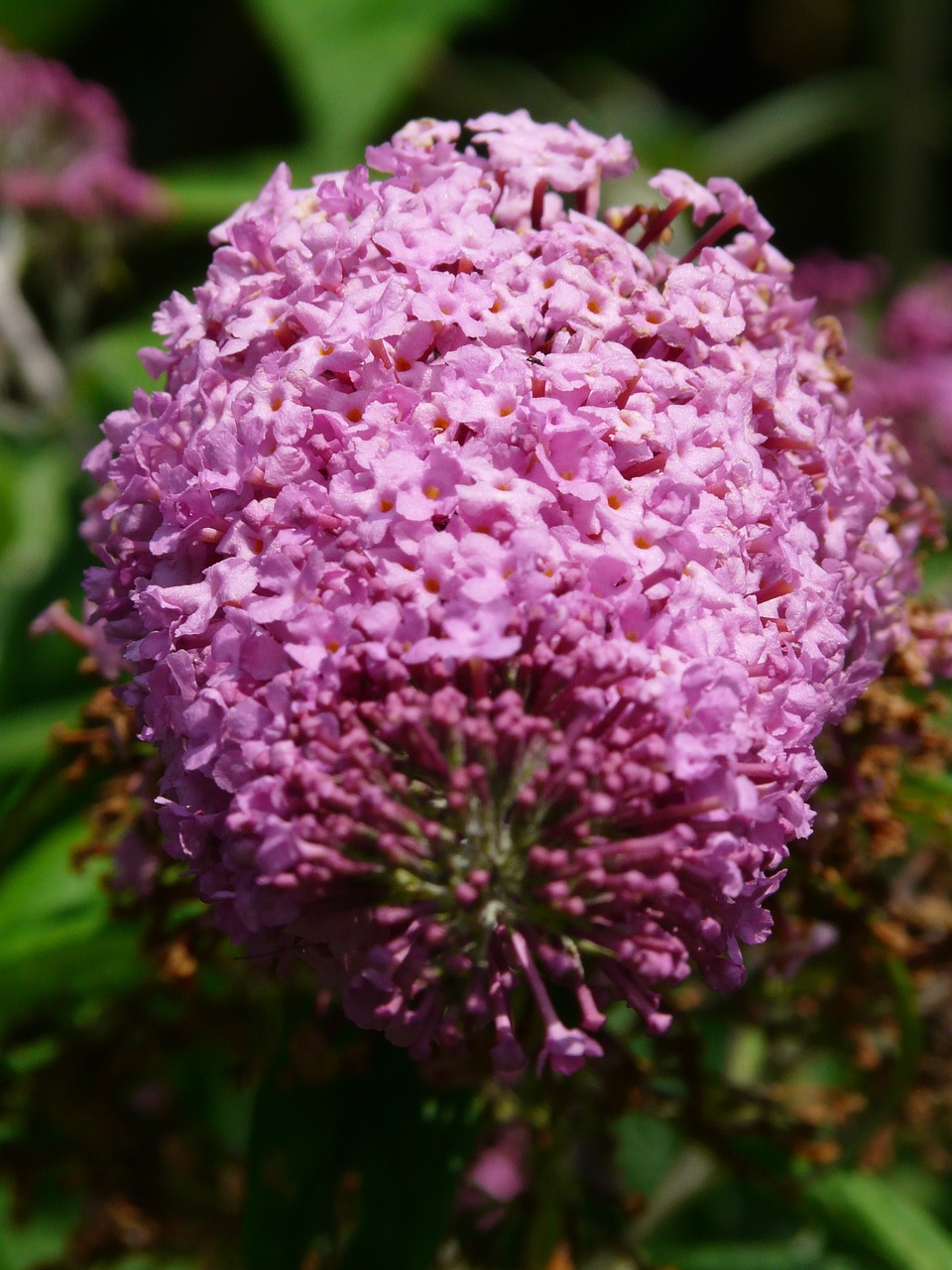 summer lilac buddleja flower free photo