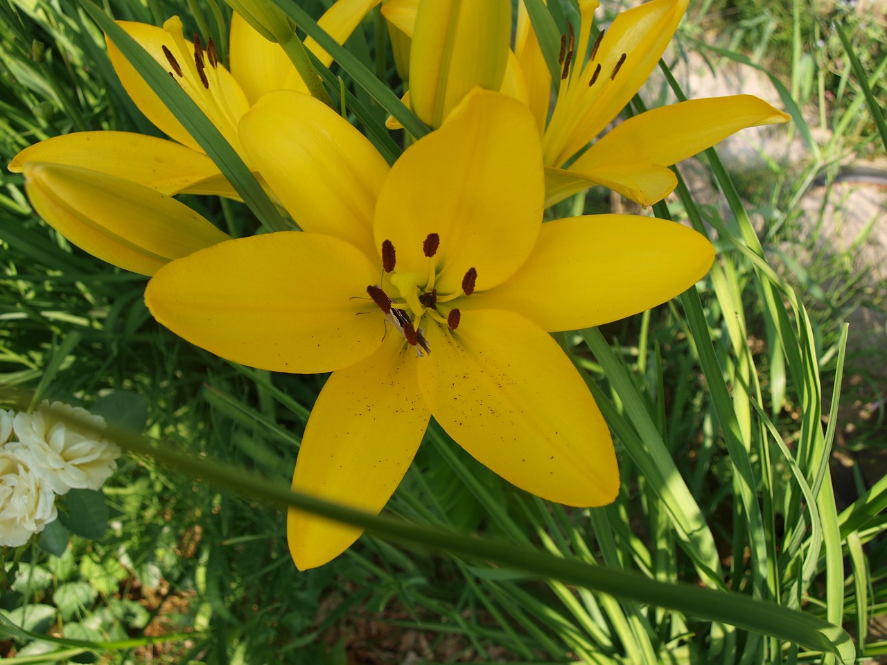 summer lily lust for life flowers free photo