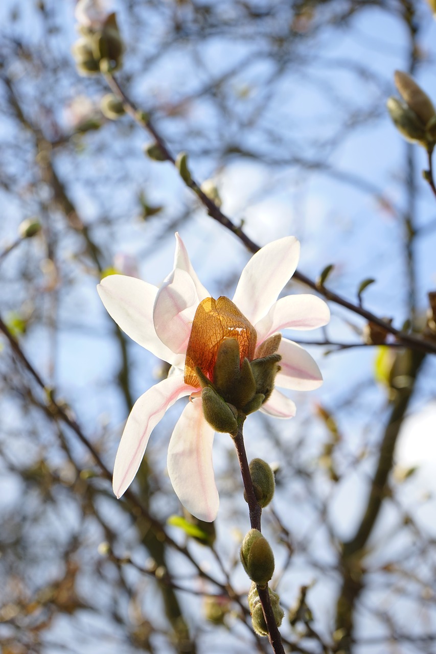 summer-magnolia blossom bloom free photo