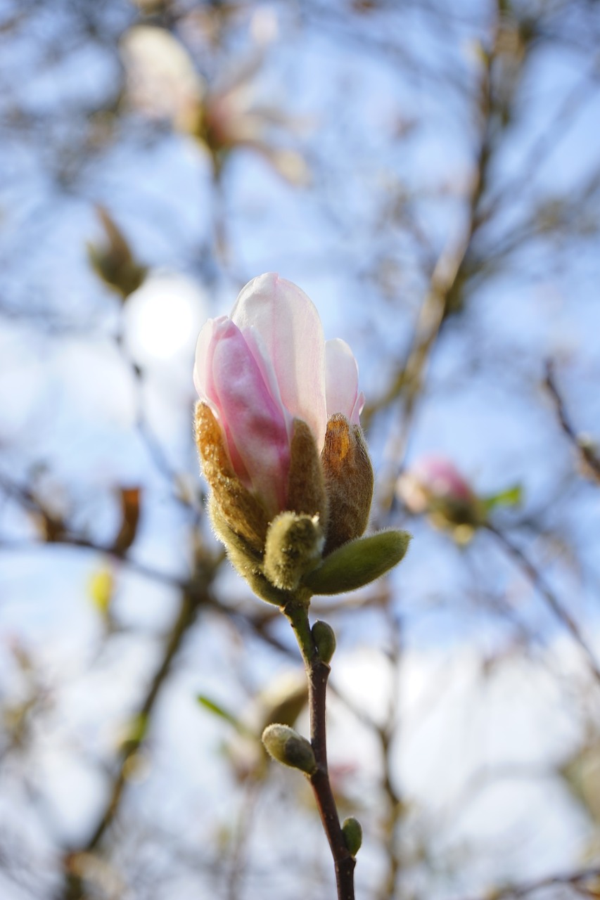 summer-magnolia blossom bloom free photo