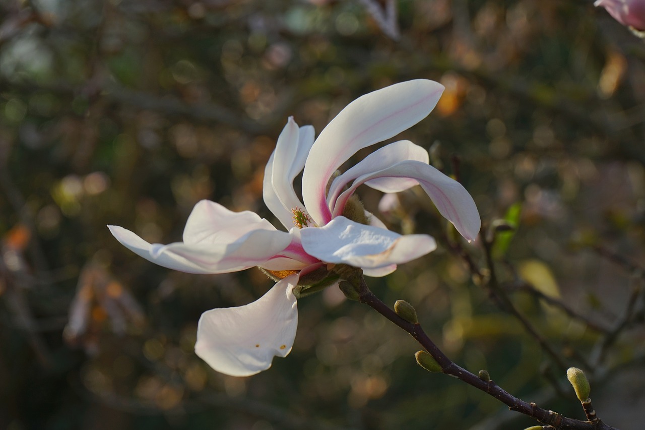 summer-magnolia blossom bloom free photo