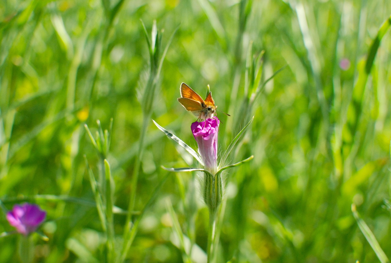 summer meadow spring meadow butterfly free photo