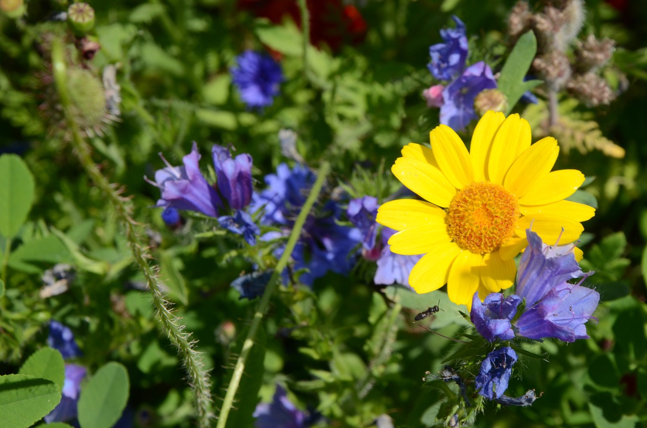 summer meadow flowers yellow free photo