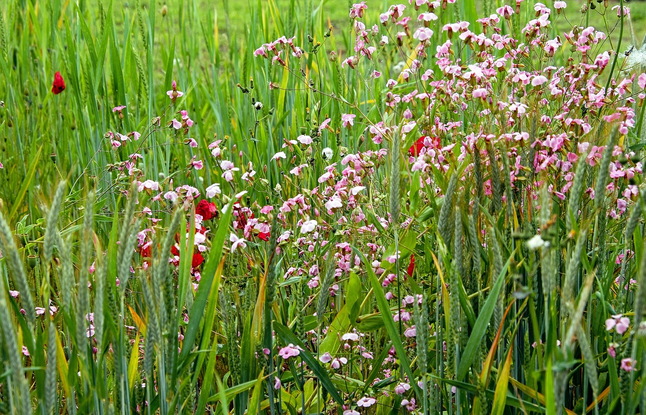 summer meadow summer summer flowers free photo