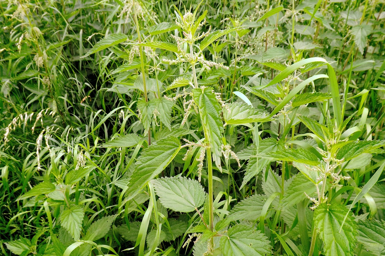 summer meadow nettles high grass free photo