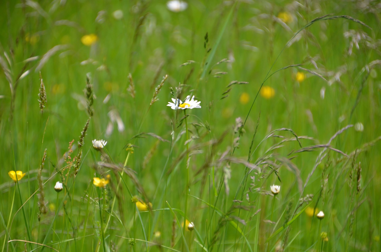 summer meadow meadow nature free photo