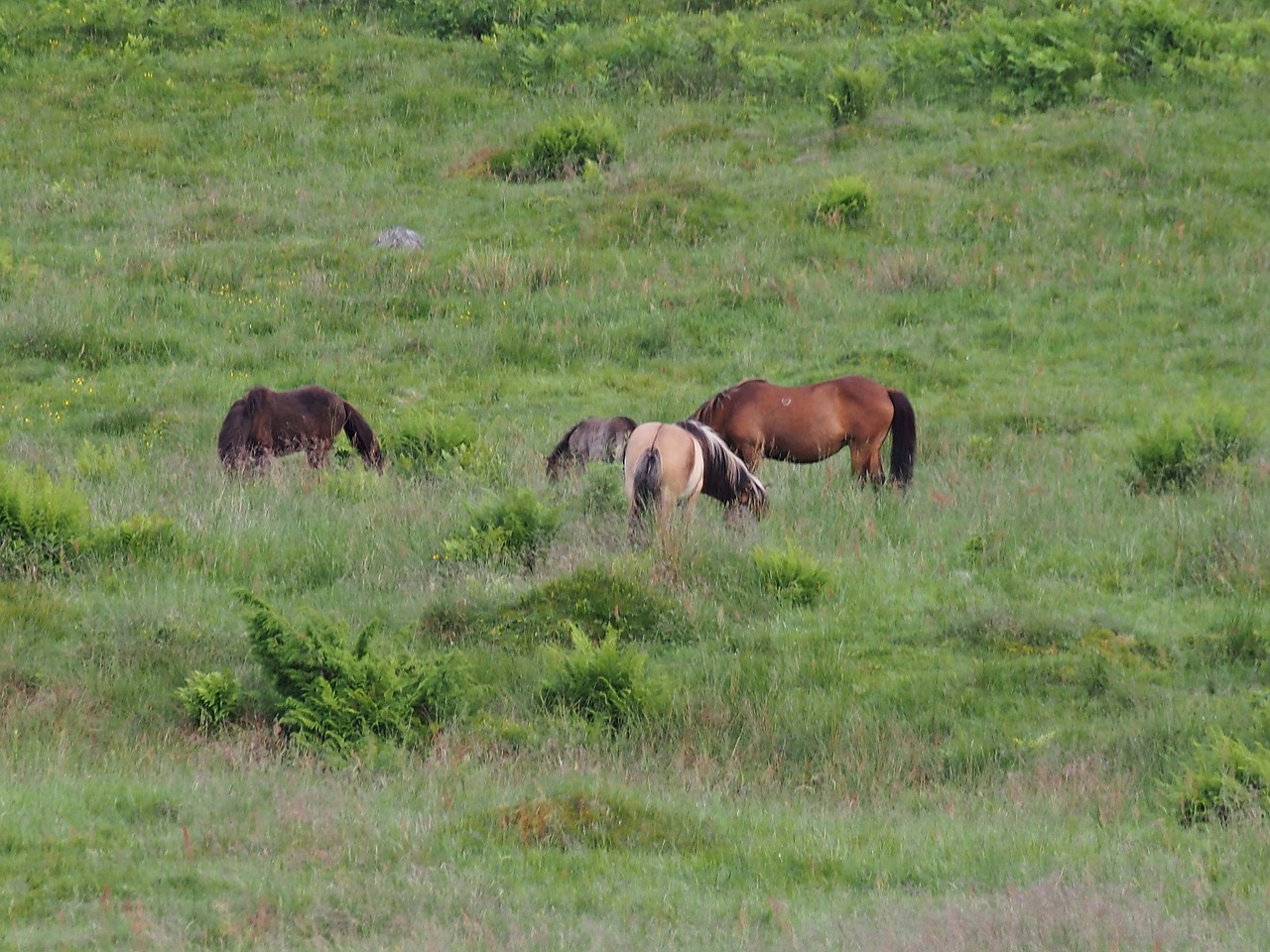 summer meadow horses animals free photo