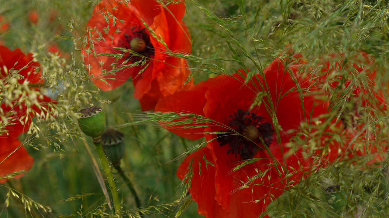 summer meadow poppy grasses free photo