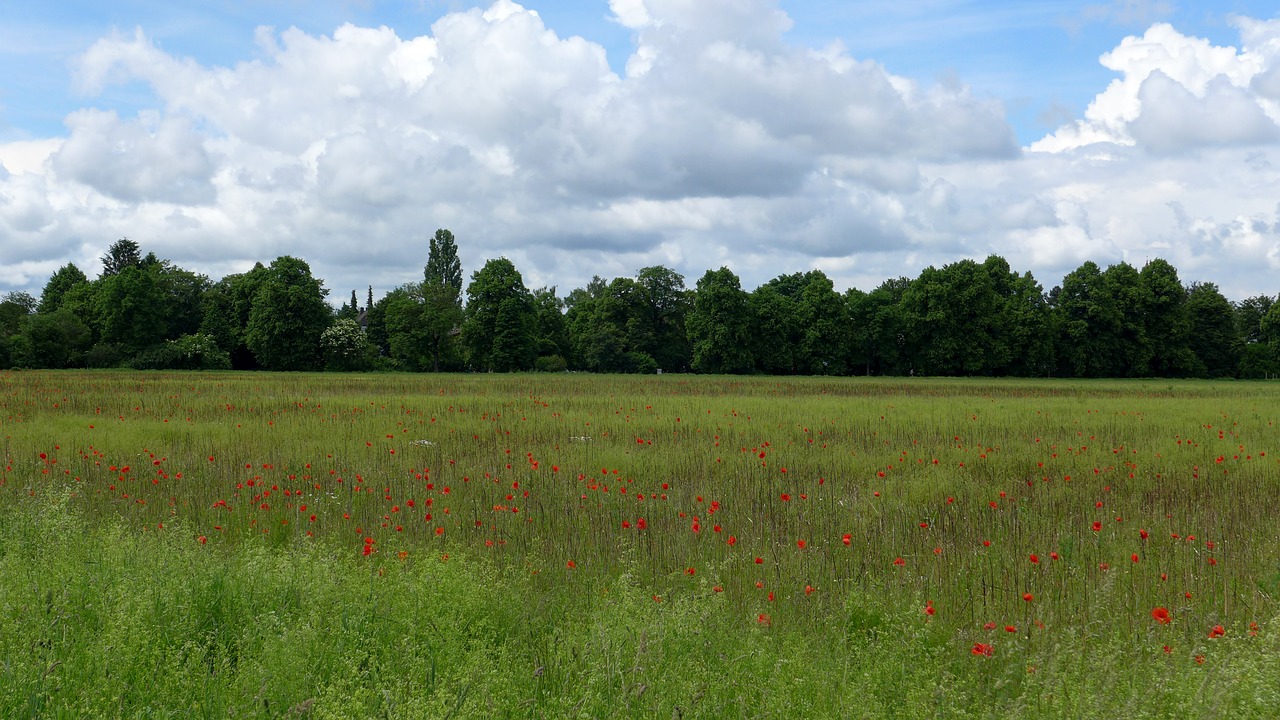 summer meadow summer poppy field free photo