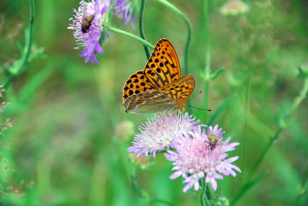 summer meadow summer flowers butterfly free photo