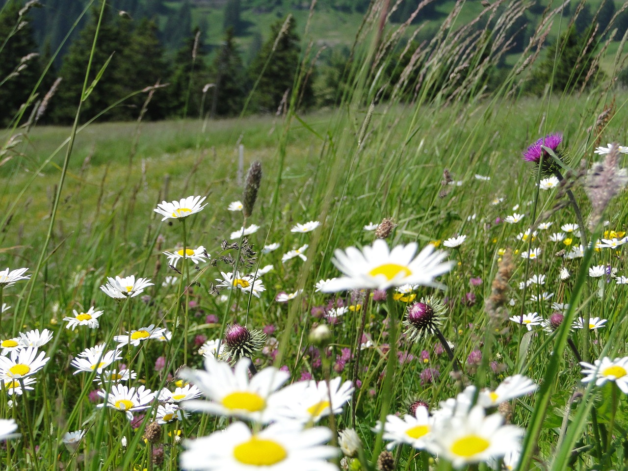 summer meadow  flower meadow  summer free photo