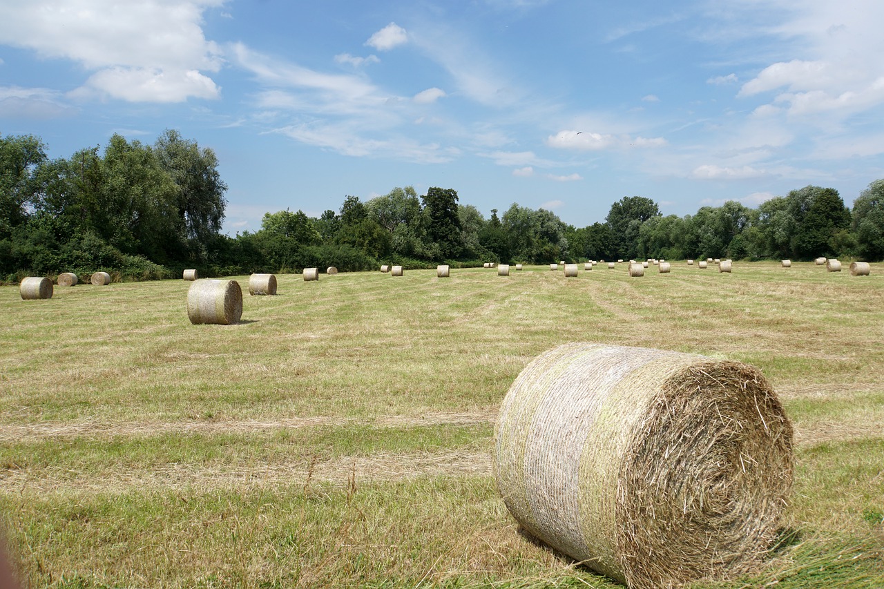 summer meadow  hay  grass free photo