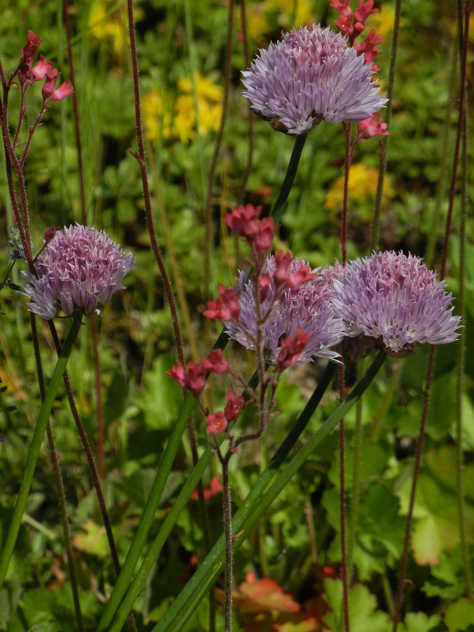 summer meadow flowers purple free photo