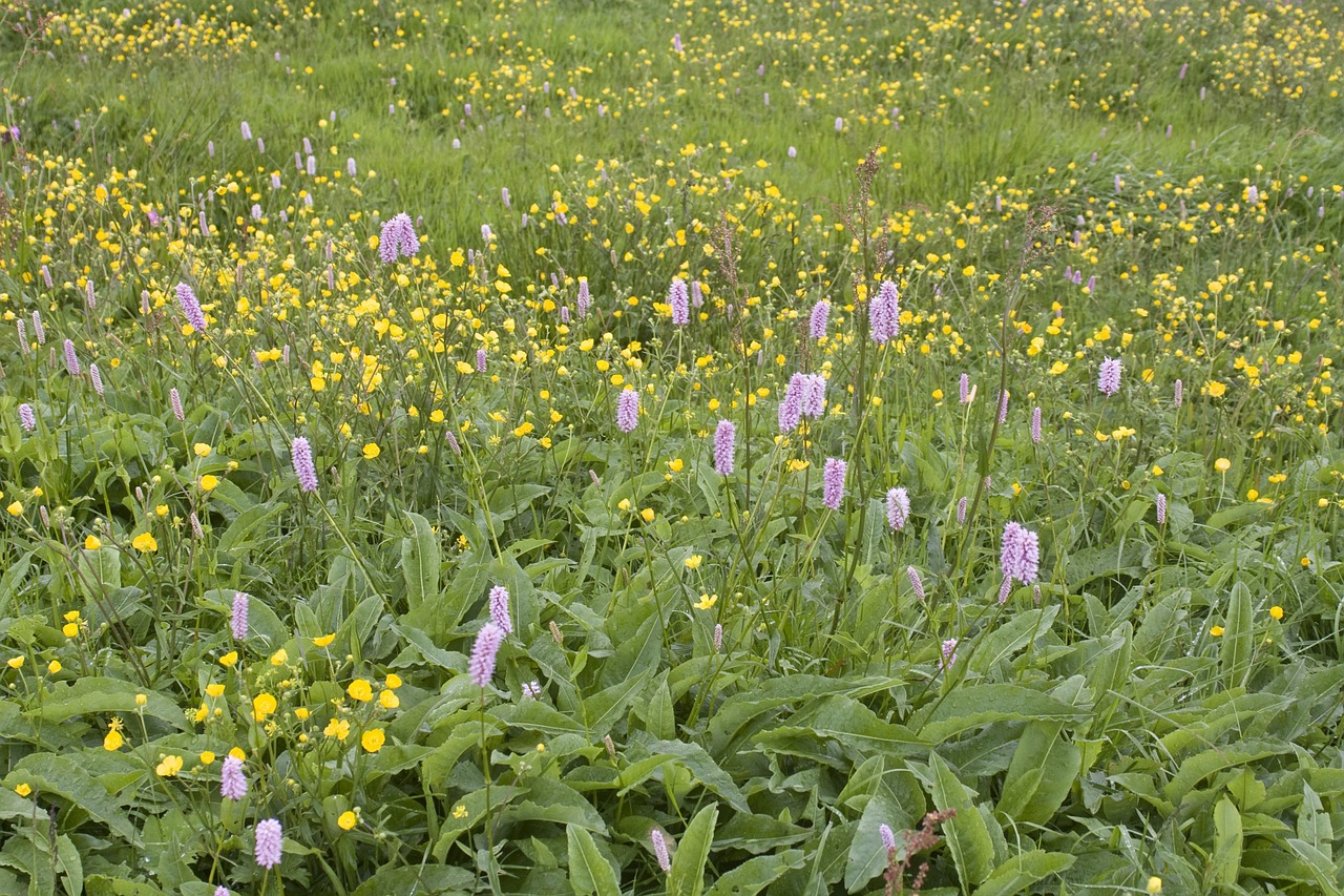 summer meadow knotweed flowers free photo